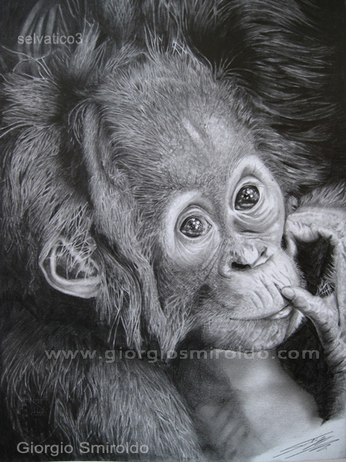 Disegni matita - 